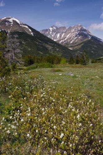 Photo of lush spring growth in the Blakiston Valley<br />and the Mountains of Waterton Lakes NP. Photo: 
Blakiston Valley Waterton Lakes NP
