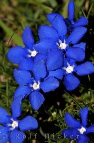 Photo: 
Blue Flowers