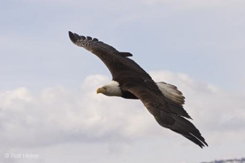 Photo: 
bold eagle