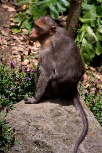 Photo: 
Bonnet Macaque Monkey