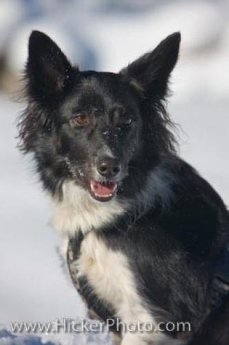 Photo: 
Picture Of A Cute Border Collie Dog