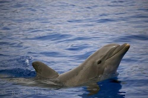 Photo: 
Bottlenose Dolphin Profile Valencia Spain Aquarium