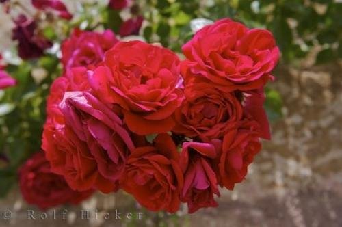Photo: 
Bouquet Of Roses