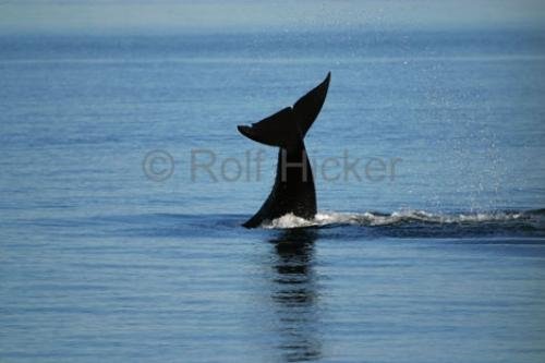 Photo: 
British Columbia Whales