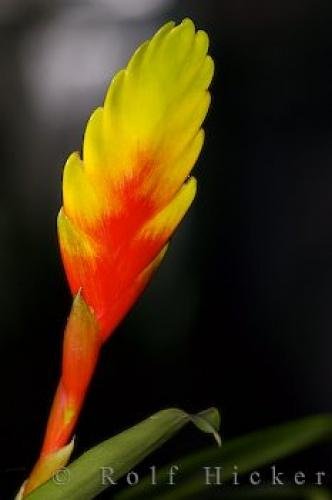 Photo: 
Bromeliad