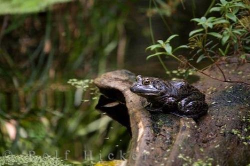 Photo: 
Bullfrog Picture