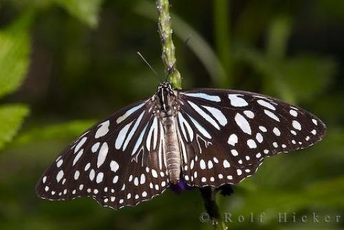 Photo: 
Butterflies Victoria Butterfly Gardens BC