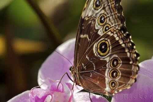 Photo: 
Butterfly Common Blue Morpho