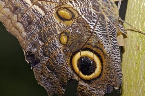 Photo: 
Butterfly Species Victoria