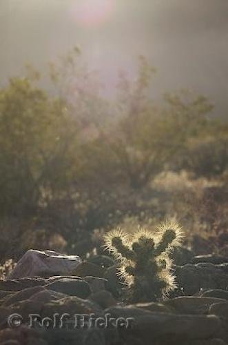 Photo: 
cactus facts