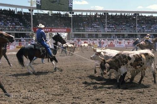 Photo: 
Calgary Stampede Bulls