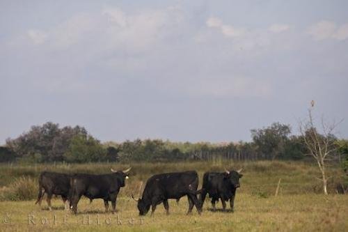 Photo: 
Camargue Bulls Provence France