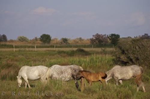 Photo: 
Camargue Horses Provence