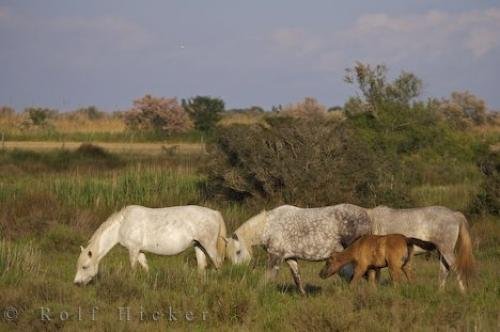 Photo: 
Camargue Wild Horses Family Grazing