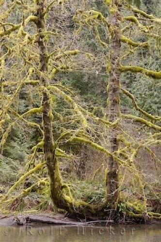 Photo: 
Cameron River Trees Cathedral Grove