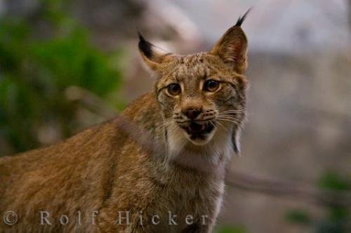 Photo: 
Canadian Lynx Animal Picture