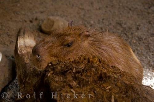 Photo: 
Capybara Animal Picture