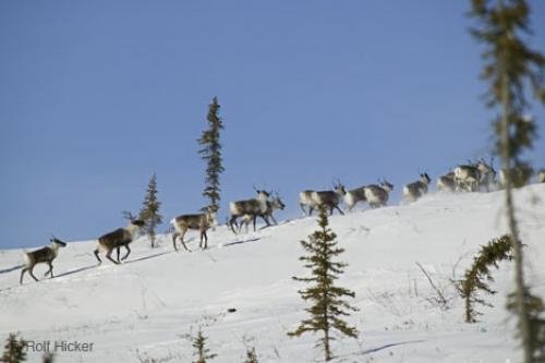 Photo: 
Arctic Caribou Herd Winter
