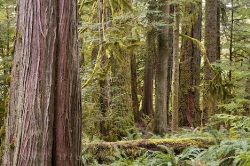 Photo: 
Cathedral Grove Forest Vancouver Island