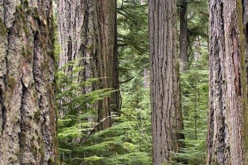 Photo: 
Cathedral Grove Rainforest BC