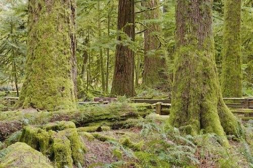 Photo: 
Photo Of Cathedral Grove