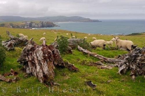 Photo: 
Catlins Coastline Sheep New Zealand