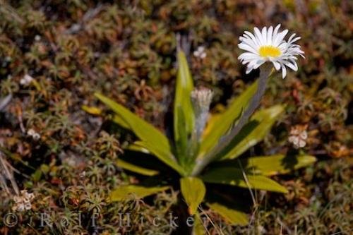 Photo: 
Celmisia Semicordata Flower