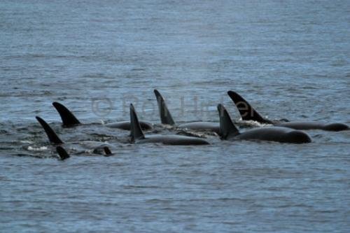Photo: 
Cetacean Species