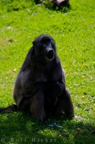Photo: 
Chacma Baboon
