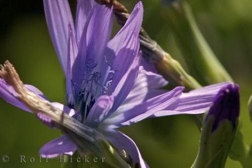 Photo: 
Chicory Flower La Source Parfumee Provence