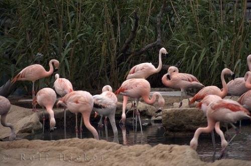 Photo: 
Chilean Flamingos