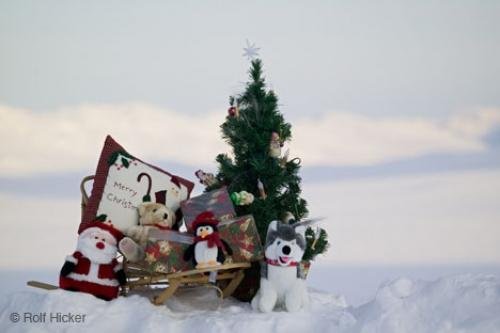 Photo: 
Christmas Tree Picture