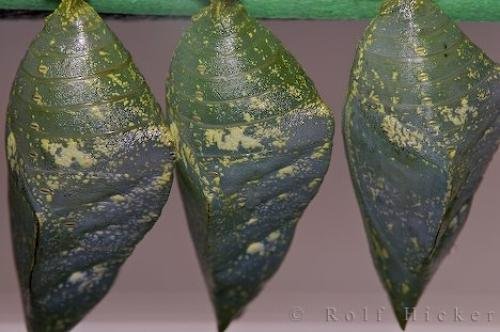 Photo: 
Butterfly Chrysalis