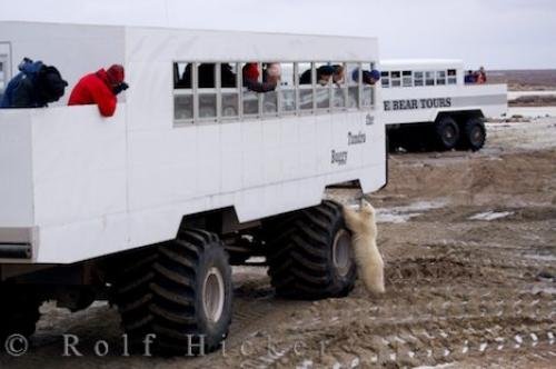 Photo: 
Wildlife Buggy Tours Churchill Manitoba Canada