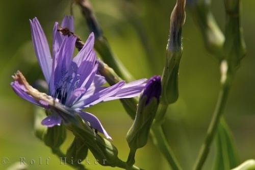 Photo: 
Cichorium Intybus L