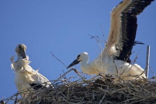 Photo: 
White Stork Birds Ciconia Ciconia Camargue France
