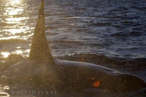 Photo: 
Close Range Killer Whale Vancouver Island BC