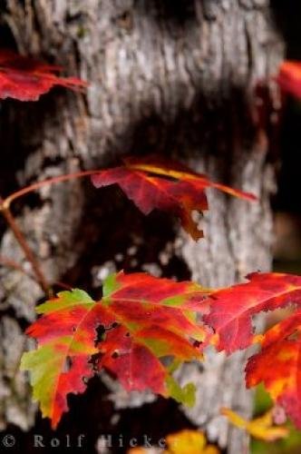 Photo: 
Colorful Autumn Maple Leaves Forest Trail