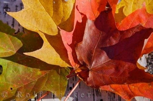 Photo: 
Beautiful Colorful Fall Leaves Picture
