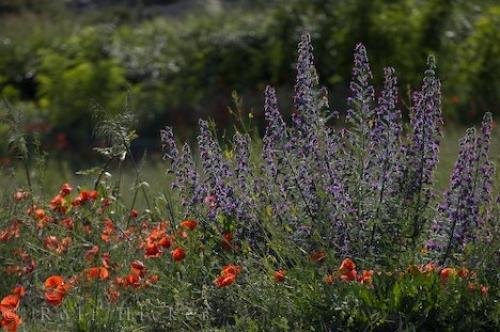 Photo: 
Colorful Flowers