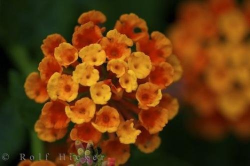 Photo: 
Colourful Lantana Picture