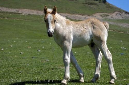 Photo: 
Colt horse Spain