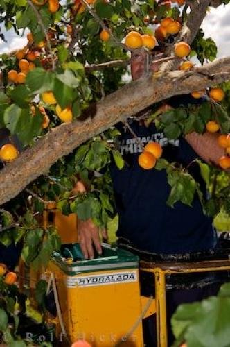 Photo: 
Commercial Fruit Picker Apricot Tree Central Otago