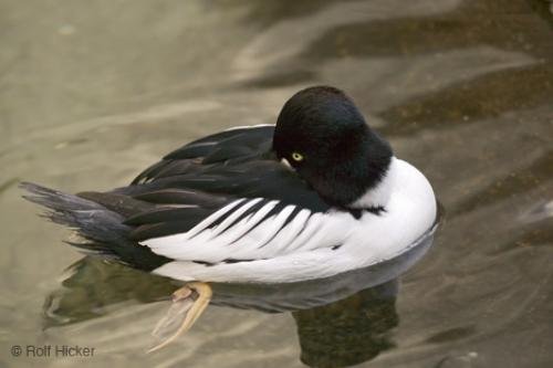 Photo: 
Common Goldeneye Duck