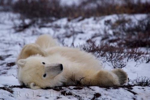 Picture of a polar bear relaxing on a cool day near<br />the shores of Hudson Bay, Manitoba, Canada. Photo: 
Cool Polar Bear Photo Hudson Bay Canada