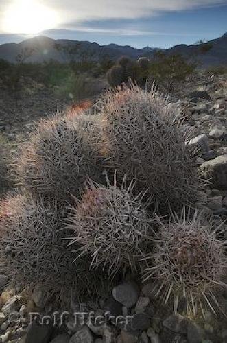Photo: 
Cotton Top Cactus Picture Death Valley National Park USA
