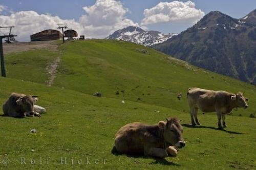 Photo: 
Cow Breeds Pyrenees Mountain Pass Catalonia