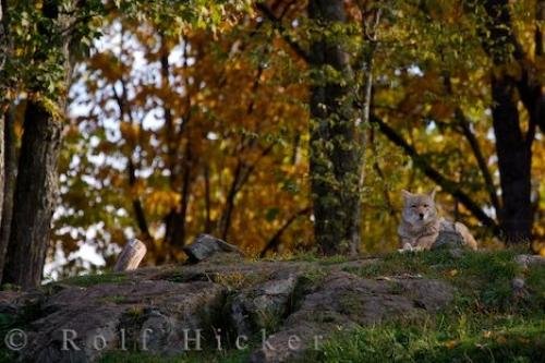 Photo: 
Coyote Wilderness Parc Omega Montebello Quebec