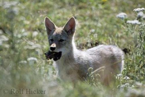 Photo: 
coyote