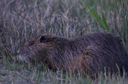 Photo: 
Coypu Camargue France